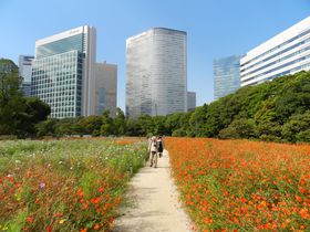 コスモスの咲く日本庭園！東京「浜離宮恩賜庭園」の秋を満喫
