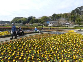 千葉県松戸市 21世紀の森と広場で早春の自然に親しもう！