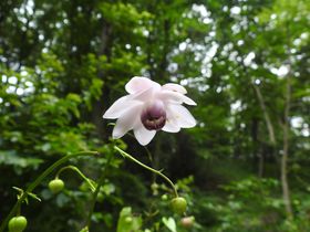 夏の国営武蔵丘陵森林公園（埼玉県）で野の花と昆虫を探そう