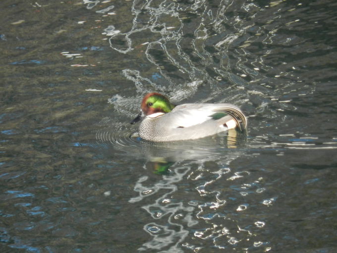 ʂɒځI ӏH`t̉Hӂ͐̊ył