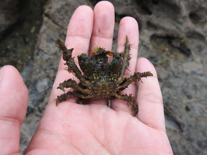 まるで小さな江の島 横須賀の天神島で磯の生きものを探そう 神奈川県 トラベルjp 旅行ガイド