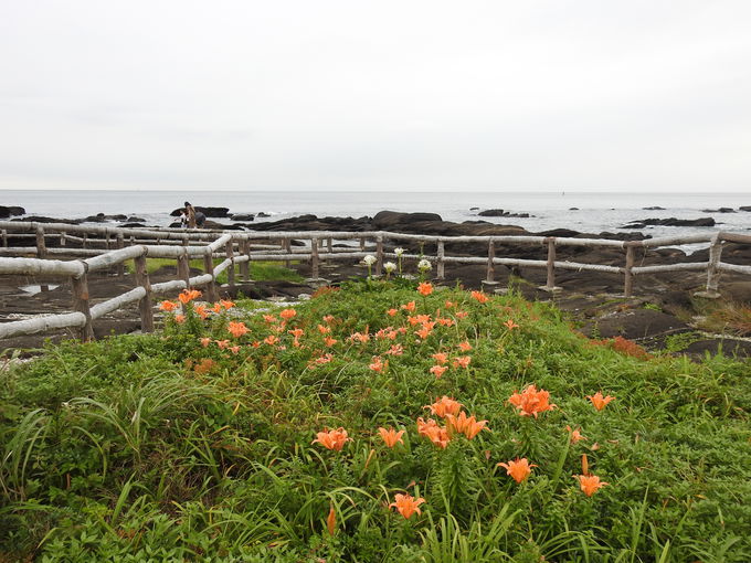 天神島に咲く、海岸ならではの花風景を楽しもう