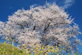 ȕ̈{؂̉ԂƋI[̗Rŏt𖞋i闷̋LTlC