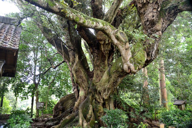 神秘の森と巨木の里を巡る！千葉県匝瑳市、自然と歴史を感じる旅