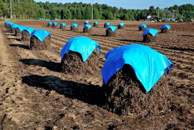 ����ȁ[�ɁH��t�����X�s�͉������������i�ɏo����Ԑ��̗��̋L���T���l�C��