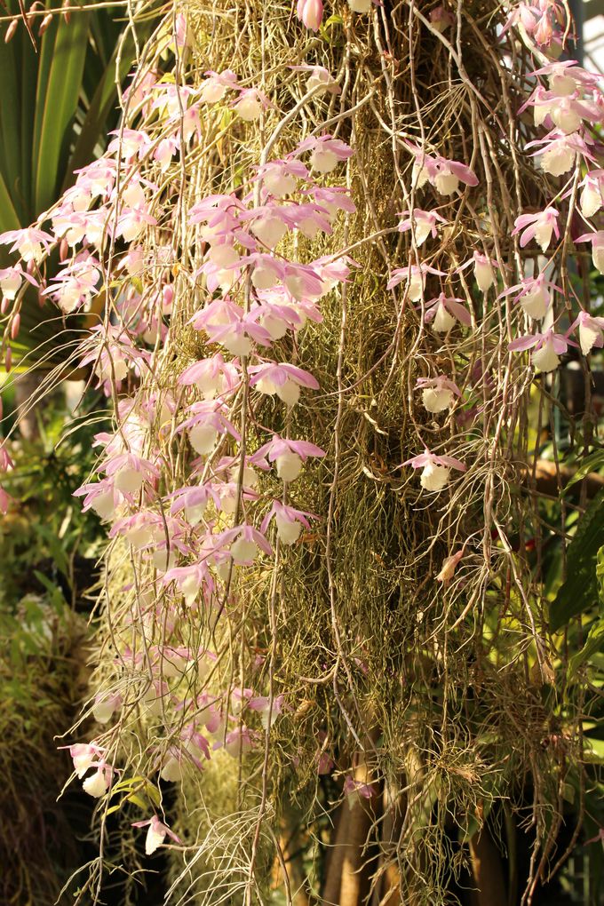 空中で育つ不思議な植物サルオガセキモドキ！熱帯資源植物温室