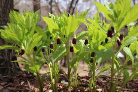 ȊwIɌ؂ꂽXїʁIԏR[Eԏ鎩R̋LTlC