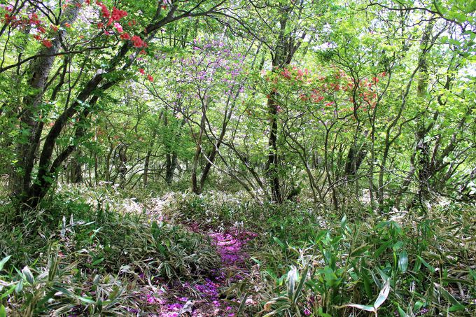 新緑のミズナラ、シラカンバの林に赤と紫のツツジが映える！初夏の小沼とオトギノ森！！