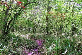 QnuԏR`EEovlG܁X̖͂ɔ̋LTlC