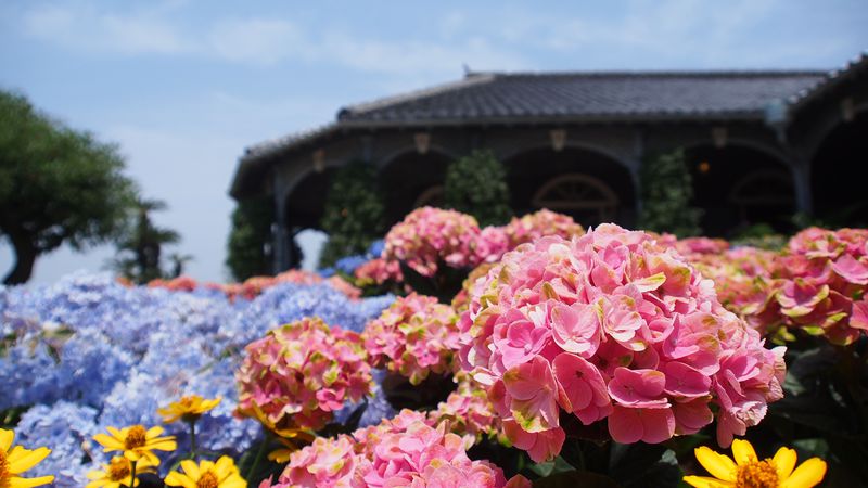 梅雨を彩る長崎の代表花を楽しもう！「紫陽花まつり」