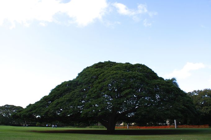この木なんの木と写真をパシャリ！「モアナルア・ガーデンパーク」