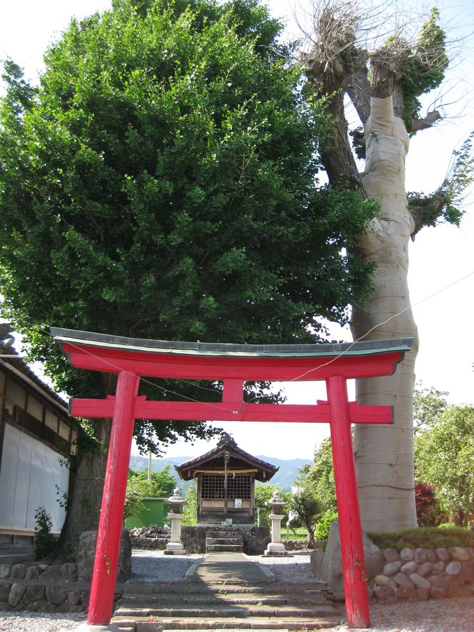 黒田官兵衛の息子・松寿丸を匿った五明稲荷神社