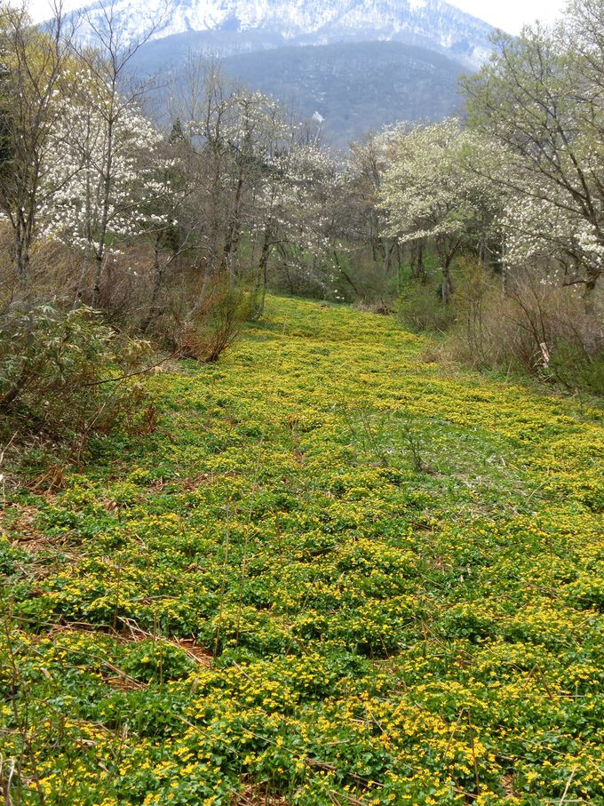 春のリュウキンカとコブシの群生も鮮やか 癒しの「お鹿池」散策コース