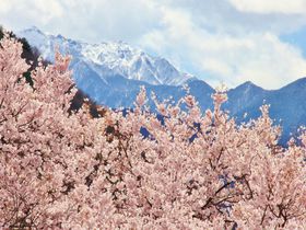 薄紅色の花が咲き誇る日本三大桜名所！高遠城址公園。お花見の際のポイントは