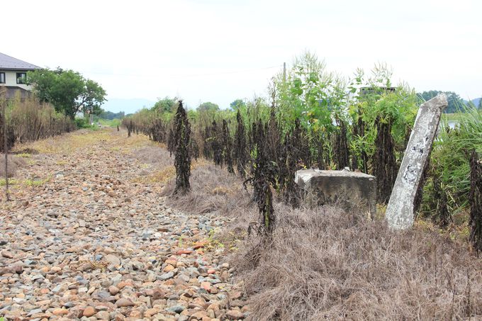 �e���Ɏc������M�d�ȓS���W���i�Ԋ�w�`�c��w�j