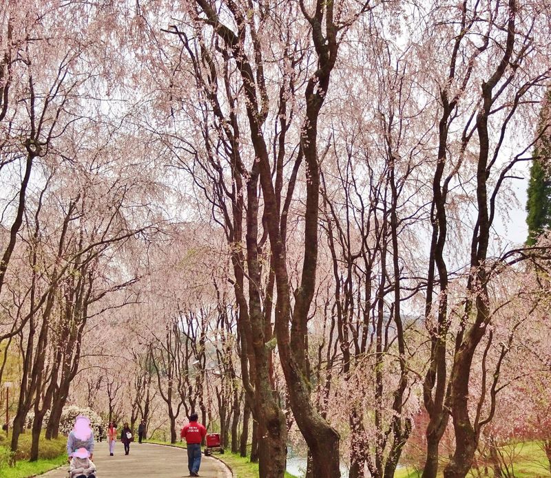 しだれ桜の並木道に感動！広島県「世羅甲山ふれあいの里」