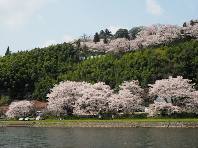 島根県の桜スポット 三刀屋川河川敷 圧巻の桜色と御衣黄の黄緑 島根県 Lineトラベルjp 旅行ガイド