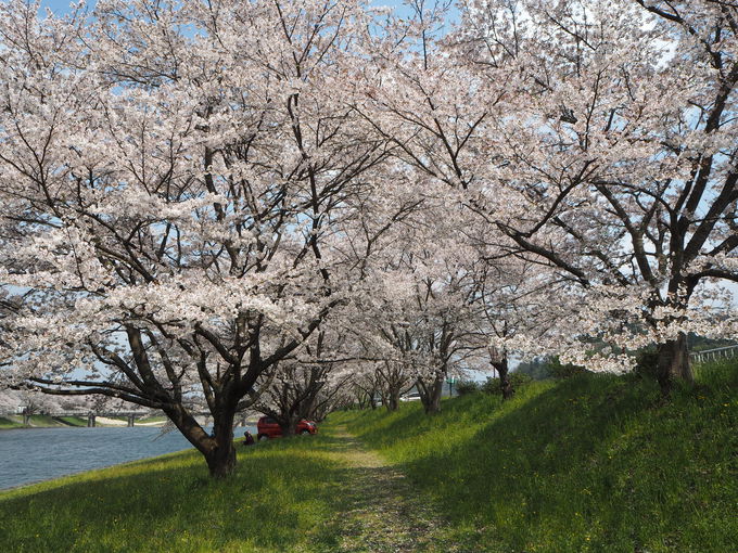 島根県の桜スポット 三刀屋川河川敷 圧巻の桜色と御衣黄の黄緑 島根県 Lineトラベルjp 旅行ガイド