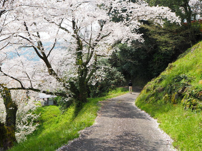 島根県の桜スポット 三刀屋川河川敷 圧巻の桜色と御衣黄の黄緑 島根県 Lineトラベルjp 旅行ガイド