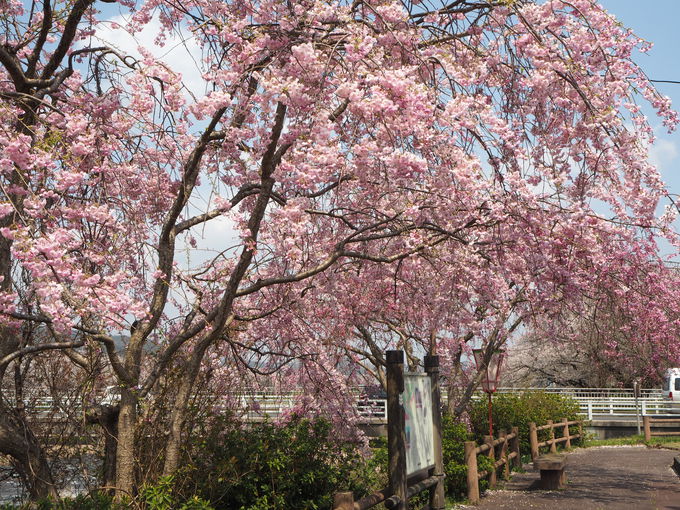 �\���C���V�m���甪�d���A�}�����̋����`��߉���4�����{�̂��y����