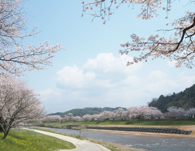 島根県の桜スポット 三刀屋川河川敷 圧巻の桜色と御衣黄の黄緑 島根県 Lineトラベルjp 旅行ガイド