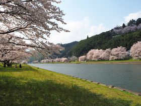 島根県の桜スポット「三刀屋川河川敷」圧巻の桜色と御衣黄の黄緑