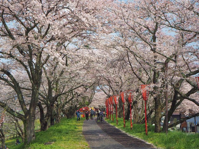 島根県の花 植物の国内旅行 観光ガイド Lineトラベルjp 旅行ガイド