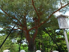 ��������������Ȃ�!?���s�u�k��V���{�v�ɂ����s�v�c���������I�̋L���T���l�C��