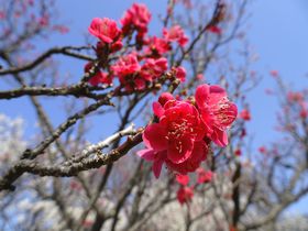 哩sɃp[X|bgIʁu{ ~܂v̖͂̋LTlC