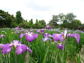 ６月だけ開園のオアシス！埼玉「染谷花しょうぶ園」で花菖蒲を愛でよう