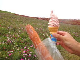 ���]�Ԃŏ���`���u���c�Ђ����C�l�����v�̎��R�����ł悤�̋L���T���l�C��