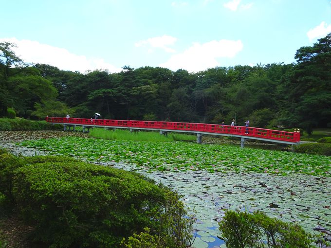 公園のシンボル！　菖蒲池にかかる朱色の八ッ橋