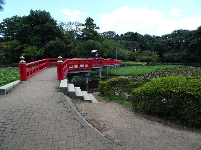公園のシンボル！　菖蒲池にかかる朱色の八ッ橋