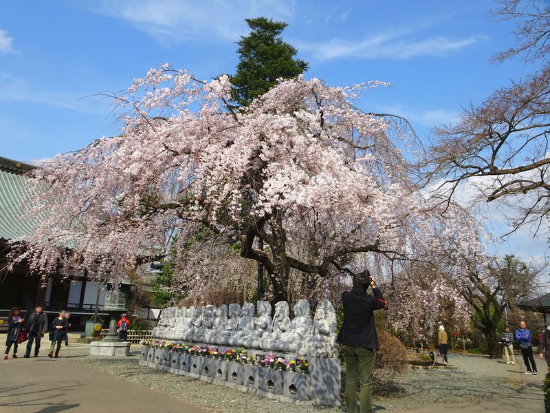 春満開！しだれ桜の超穴場スポット 埼玉「宝幢寺」でオトナお花見