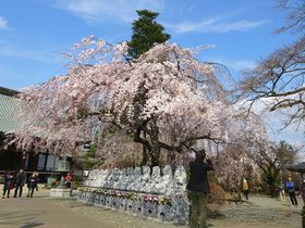 tJI̒X|bg ʁuvŃIgiԌ̋LTlC