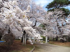 “千本桜”が咲き乱れるお花見スポット！埼玉「大宮公園」