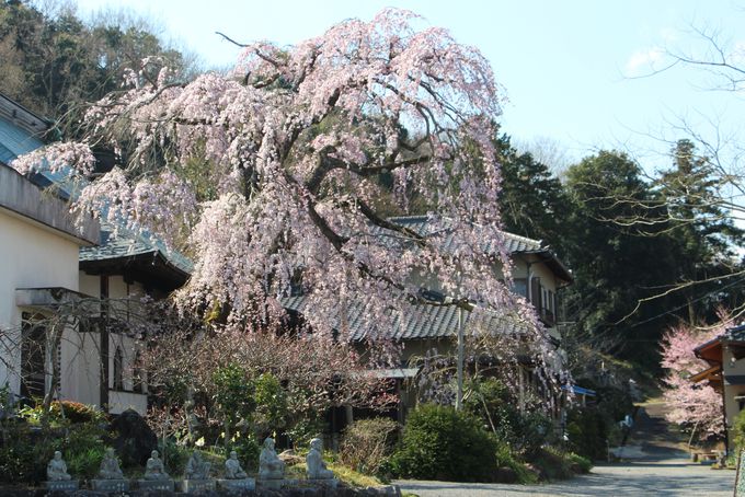 JRĈ₩EH[LÕR[XɎグĈLɁI