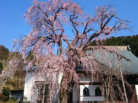 しだれ桜の名所！伊豆の国「龍源院」は子授けの穴場パワースポット