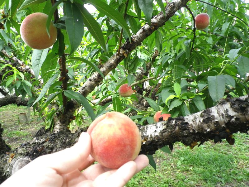 台湾台中でフルーツ狩り！一年中果物が楽しめる「新蜂農場」