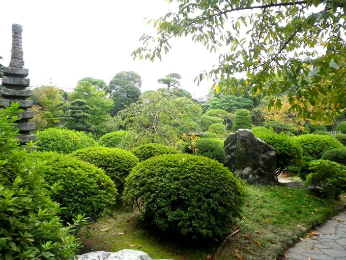 日本庭園の木々