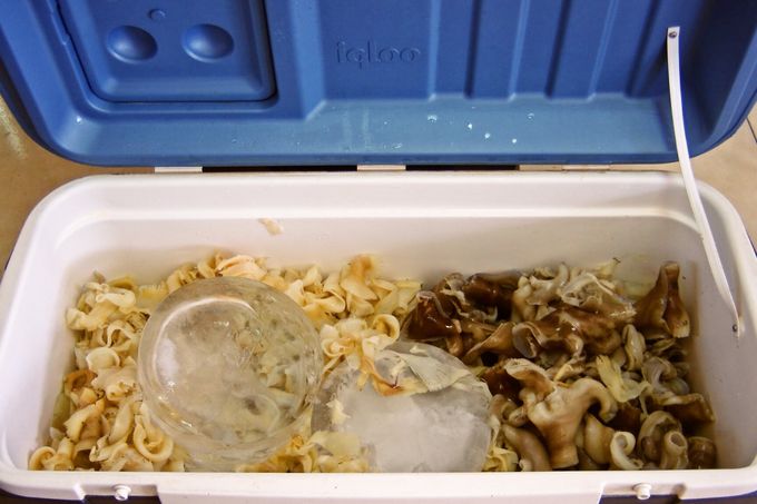 [YiuȂ̂ґItJqŃR[Q`[W