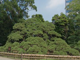 都会の喧騒を忘れる緑豊かな将軍の庭・東京「浜離宮恩賜庭園」