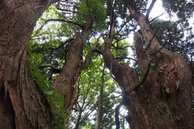 ���v���ɂ������Ȃ����Â̐_�邪�R�`�ɁI�ˑ򑺁u���z�̐X�v�̋L���T���l�C��