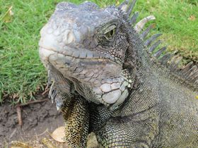 �C�O�A�i����炷�G�N�A�h���ő�̓s�s�A�O�A���L���̐H�ƌÓs�̋L���T���l�C��