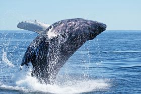 ~ȂICԂGNAh̊C݂͒̕ɂ̋LTlC