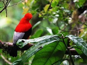 エクアドル鳥の楽園！かわいい森の中に佇む「サチャタミア ロッジ」