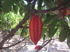 󏭃JJI̐YnGNAh̃~hŔIu{Xv̑fGȃ`R[g̋LTlC