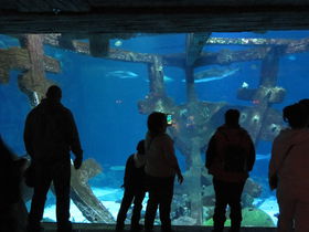 ラスベガス「シャークリーフ水族館」で難破船からサメを観賞