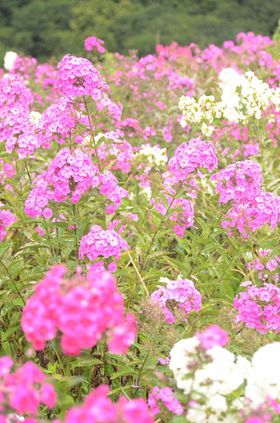 ꂼV̉ԉI΂tbNX̓Iz[cN̐V̋LTlC