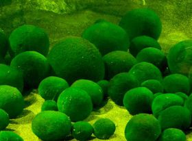 �}�����̐��ސ_��̌΁u�����΁v��V���D�Ŋy���ޗ��I�̋L���T���l�C��